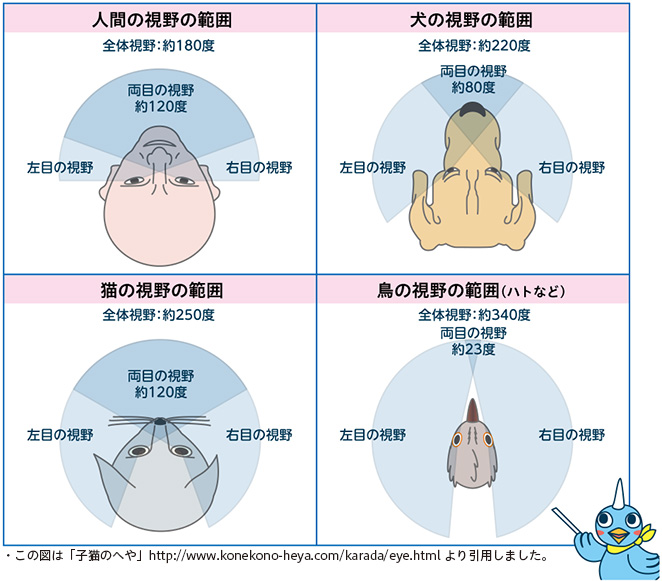 人間と動物との視野の比較